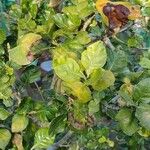 Gardenia volkensii Blatt