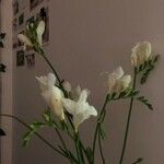 Freesia refracta Λουλούδι