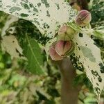 Ficus aspera Fruit