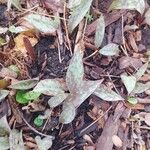 Erythronium americanum List