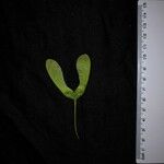 Acer acuminatum অন্যান্য