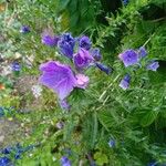 Echium plantagineumFlower