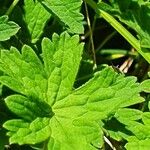 Geranium aculeolatum Leaf