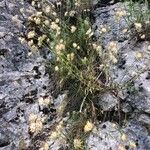 Anthyllis vulneraria Çiçek