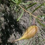 Gomphocarpus fruticosus Foglia