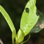 Capirona macrophylla Other