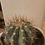 Melocactus azureus Φύλλο