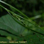 Carex strigosa Kvet