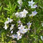 Solanum bonariense Flower