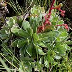 Saxifraga cotyledon 葉