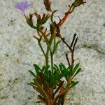 Limonium obtusifolium Други