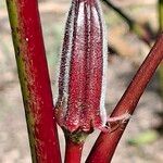 Abelmoschus esculentus Ffrwyth