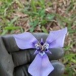 Herbertia lahue Flower