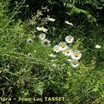 Leucanthemum monspeliense Habit