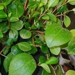 Peperomia glabella Leaf