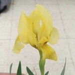 Iris lutescensBlüte