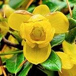 Berberis julianae 花