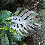 Monstera deliciosaLeaf