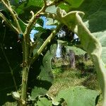 Solanum stramoniifolium 樹皮