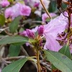 Rhododendron mucronulatum 其他