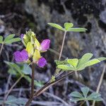 Lupinus stiversii 花