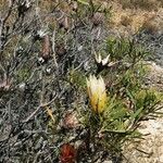 Protea repens പുഷ്പം
