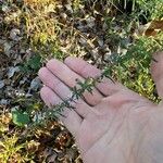 Symphyotrichum ericoidesFlor