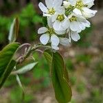 Amelanchier alnifolia Floare