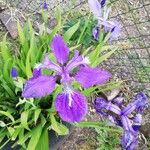 Iris tectorum Virág