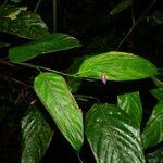 Ischnosiphon puberulus Flor