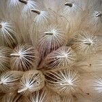 Cirsium vulgareFruit