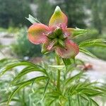 Paeonia anomala Flor
