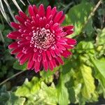 Gerbera jamesonii Flower