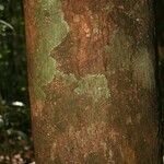 Lecythis idatimon Bark