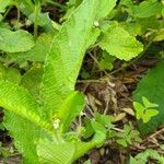 Caperonia palustris पत्ता