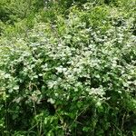 Rubus fruticosus Агульны выгляд