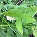 Maianthemum racemosum Цветок