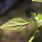 Hedeoma pulegioides Folha