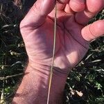 Stipa capillata Leaf