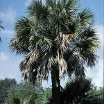 Sabal mexicana 整株植物