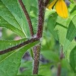 Rudbeckia triloba बार्क (छाल)