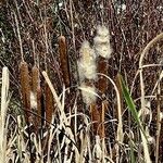 Typha latifolia 果実