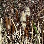 Typha latifolia Fruit