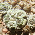 Filago tyrrhenica 形態