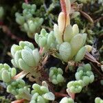 Sedum hirsutum Leaf