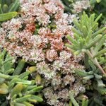 Eriogonum arborescens Hábitos