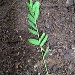 Copaifera mildbraedii Leaf