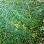 Equisetum telmateia Leaf