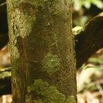 Iryanthera hostmannii кора