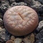 Lithops aucampiae 葉